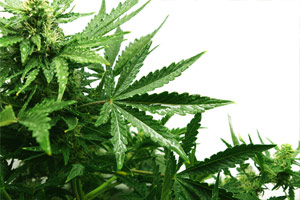 cannabis leaves