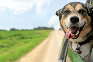 happy dog hanging his head out of a car window
